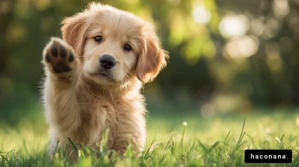かわいい子犬のポーズ
