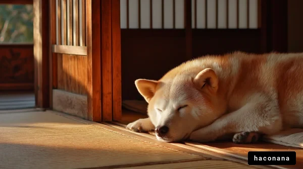 静かな昼下がりの犬