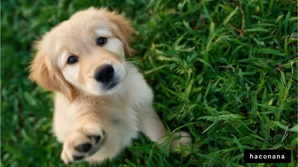かわいい黄色い子犬
