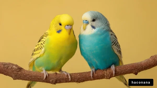 カラフルなセキセイインコのペア