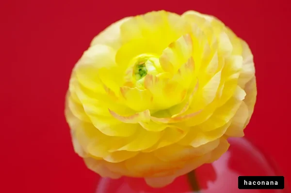 鮮やかな黄色の花