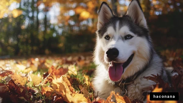 秋の風景と犬