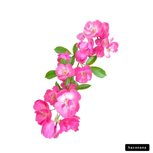 美しいピンクの花束