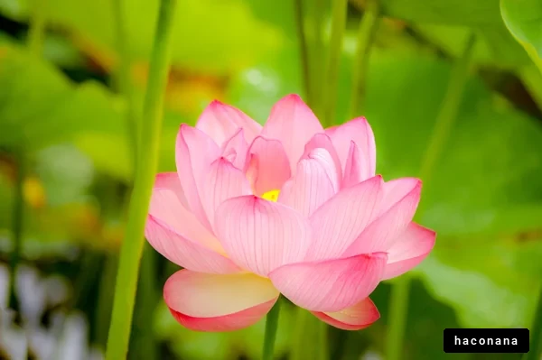 美しい蓮の花