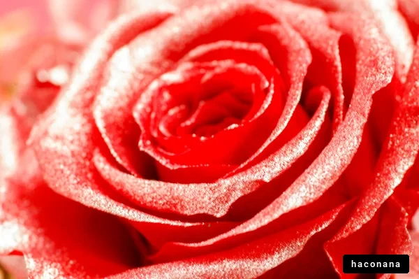 鮮やかな赤いバラの花