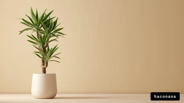 ミニマリストの観葉植物