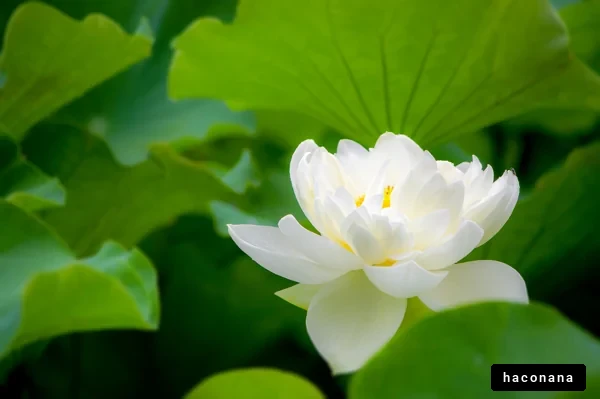 白い蓮の花と葉
