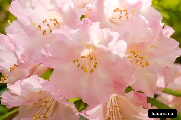 優雅なピンクの花々