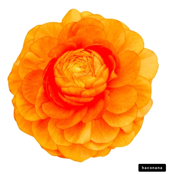 鮮やかなオレンジの花