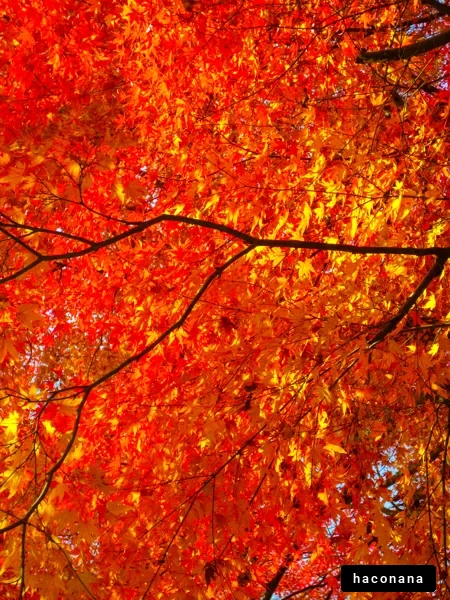 秋の紅葉の美しさ