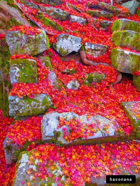 秋の紅葉に彩られた石段
