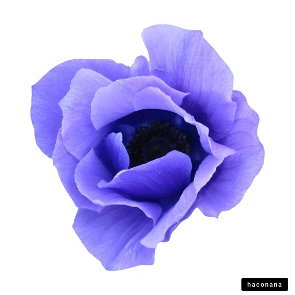 美しい紫の花