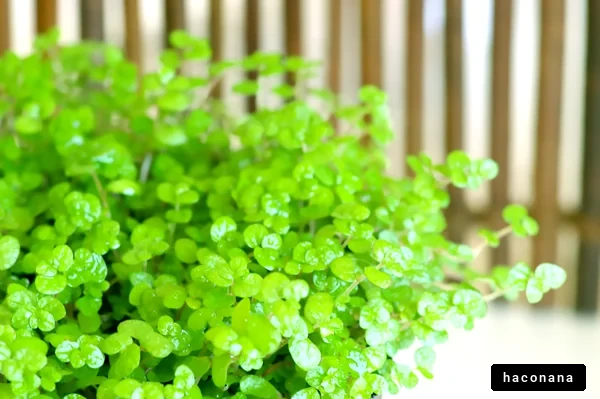 鮮やかな緑の植物