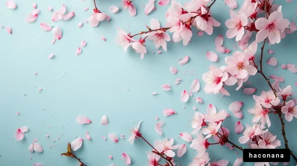 美しい桜の花びら