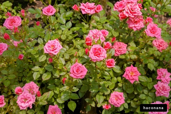 色とりどりのバラの花