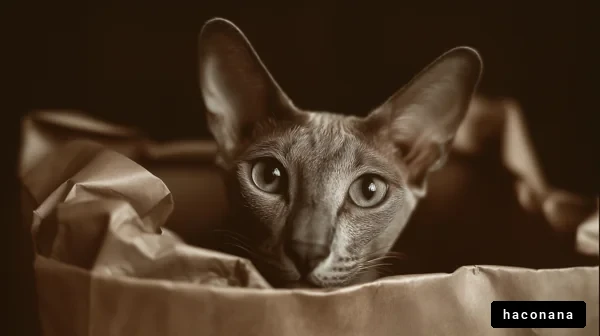 紙袋の中の猫
