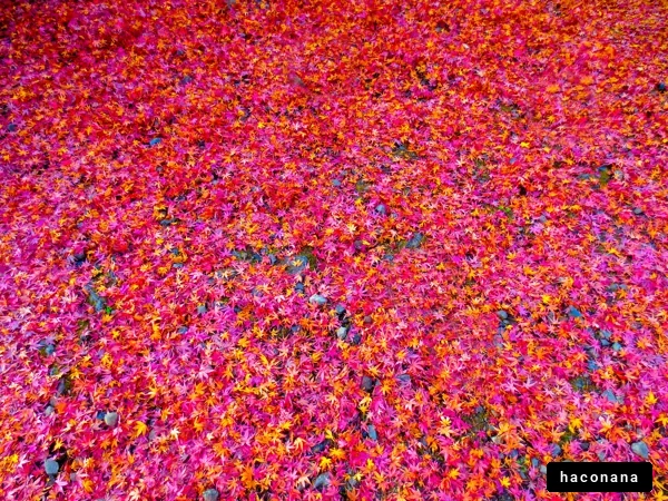 美しい紅葉の絨毯