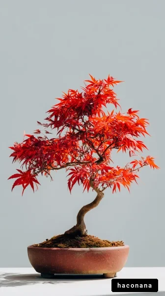 美しい紅葉の盆栽