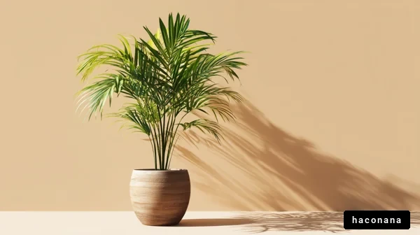室内で楽しむ観葉植物