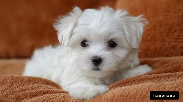 愛らしい白い子犬