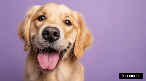 満面の笑顔の犬