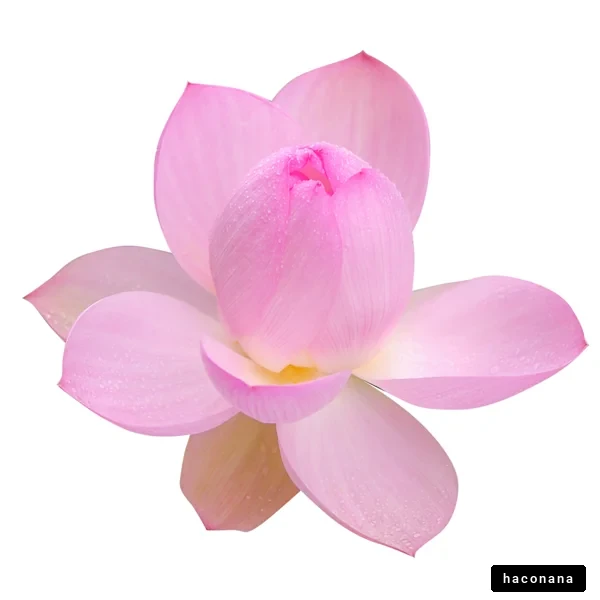 美しい蓮の花