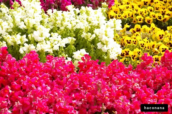 色鮮やかな花畑