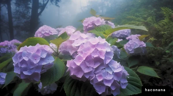 霧の中のアジサイの花