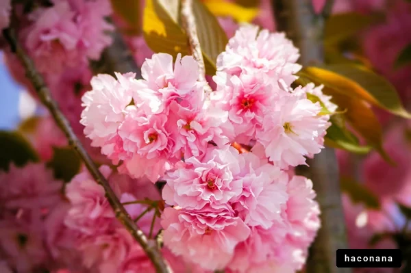美しい桜の花