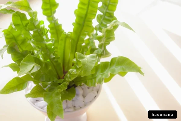 緑豊かな観葉植物