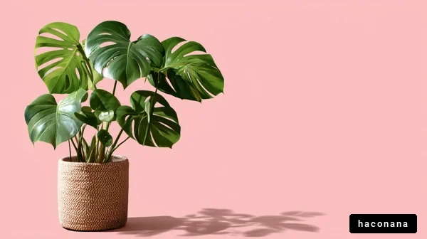 インテリアに活気を与える観葉植物
