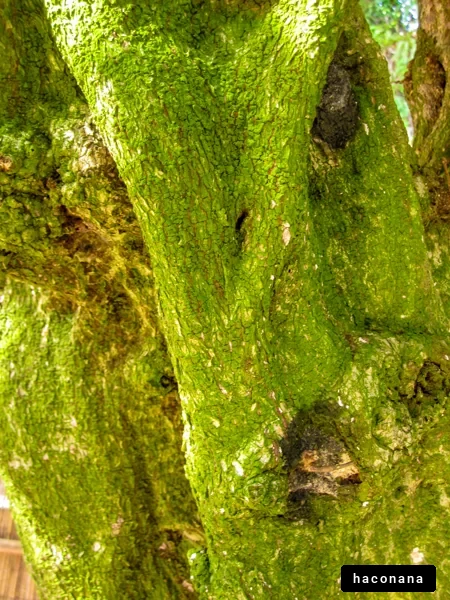緑の木の質感
