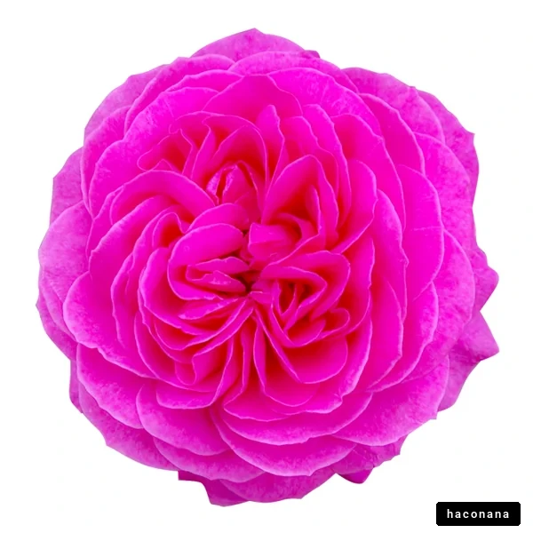 鮮やかなピンクの花