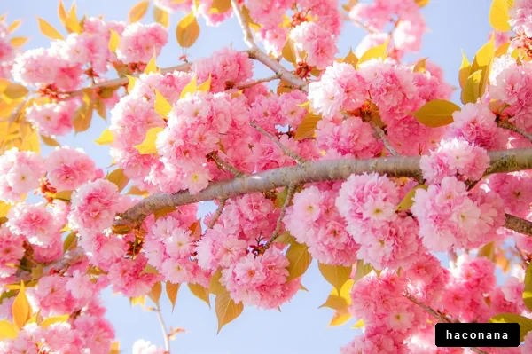 満開の桜の花