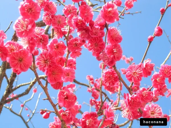 春の梅の花
