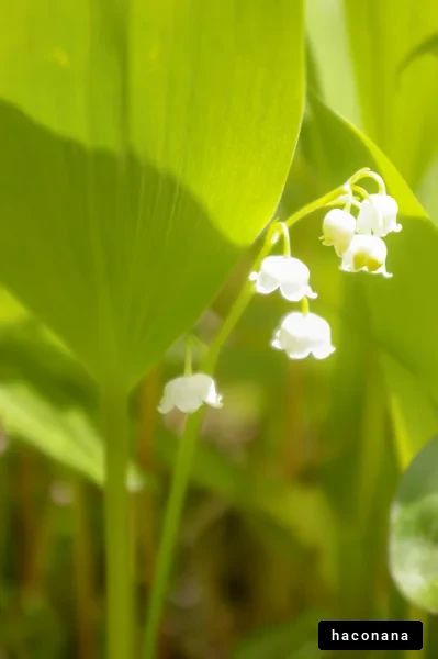 スズランの花と葉