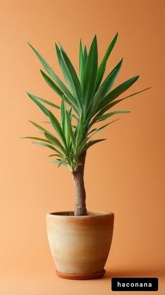 観葉植物とオレンジ背景