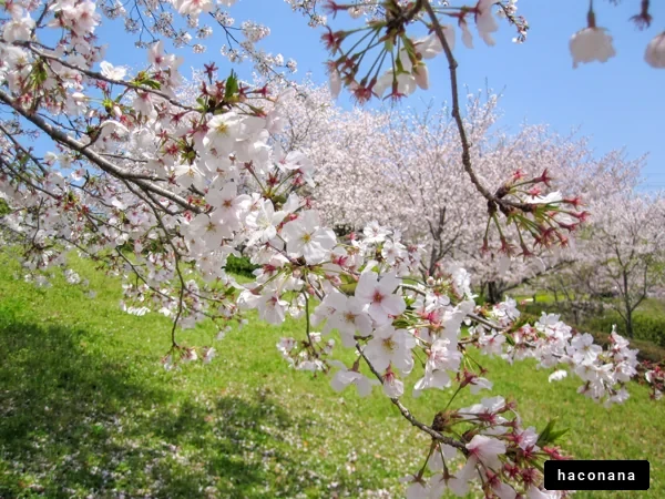 桜の花と青空