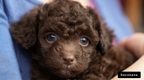 トイプードルの子犬