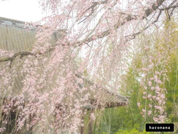 桜の美しい風景