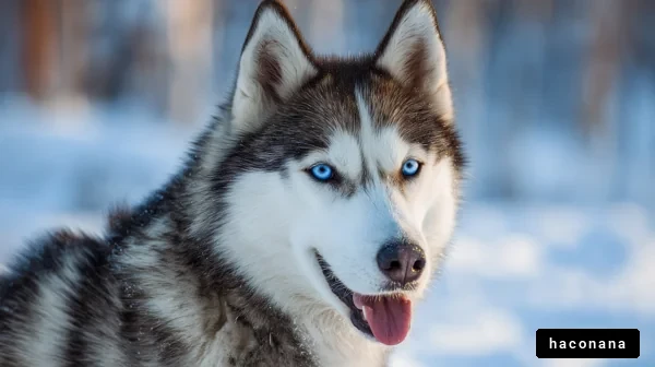 雪の中のハスキー犬