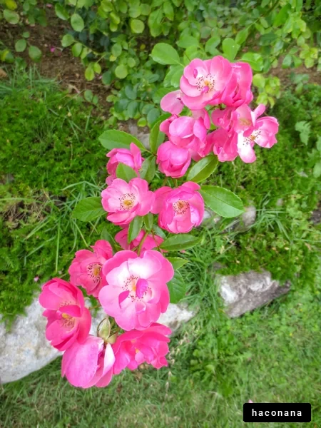 鮮やかなピンクの花