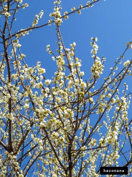 春の花と青空