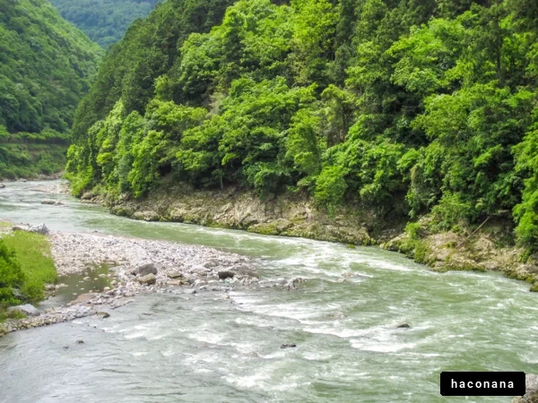 緑豊かな川の風景