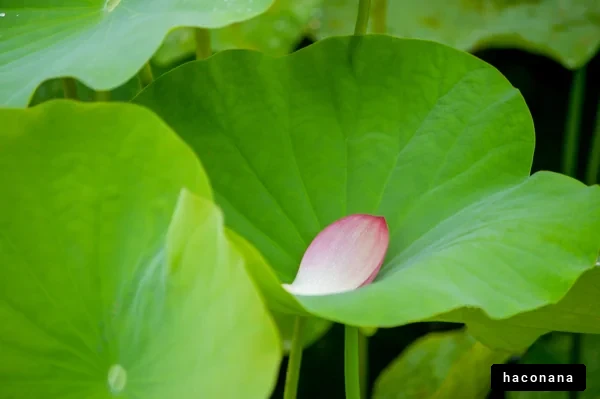 緑の葉と蓮の花