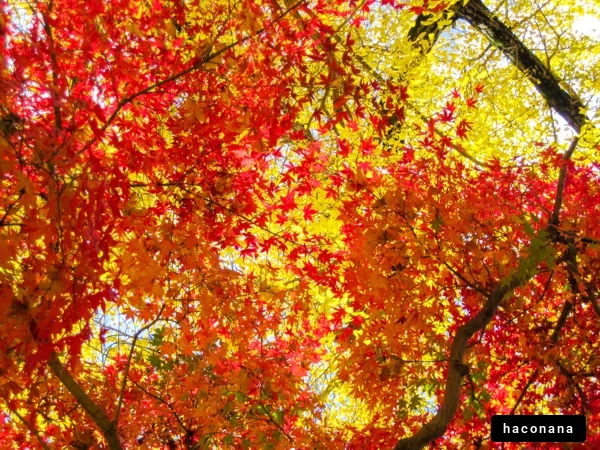 秋色の美しい紅葉