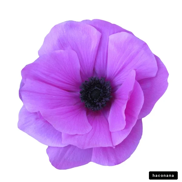 美しい紫色の花