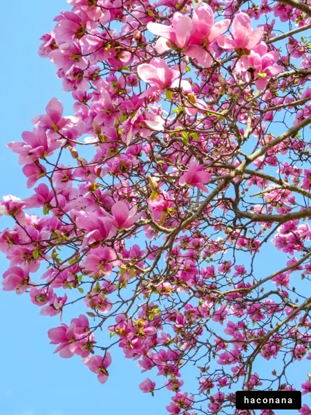 春の鮮やかな花々