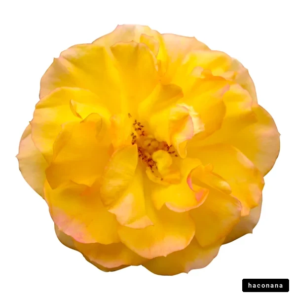 鮮やかな黄色の花びら
