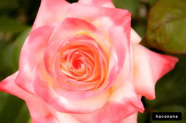 美しいバラの花